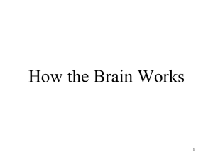 How the Brain Works 1