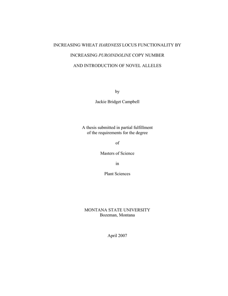 HARDNESS PUROINDOLINE AND INTRODUCTION OF NOVEL ALLELES