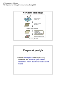 Northern blot: steps Purpose of pre-hyb •  Prevent binding by using
