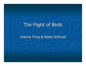 The Flight of Birds Joanna Tong &amp; Adele Schwab