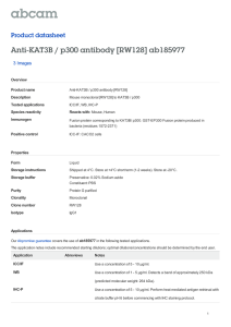 Anti-KAT3B / p300 antibody [RW128] ab185977 Product datasheet 3 Images Overview