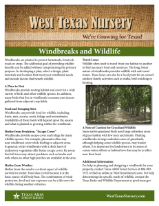 West Texas Nursery Windbreaks and Wildlife We’re Growing for Texas!