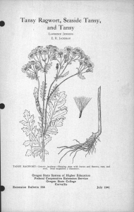 and Tansy Tansy Ragwort, Seaside Tansy,