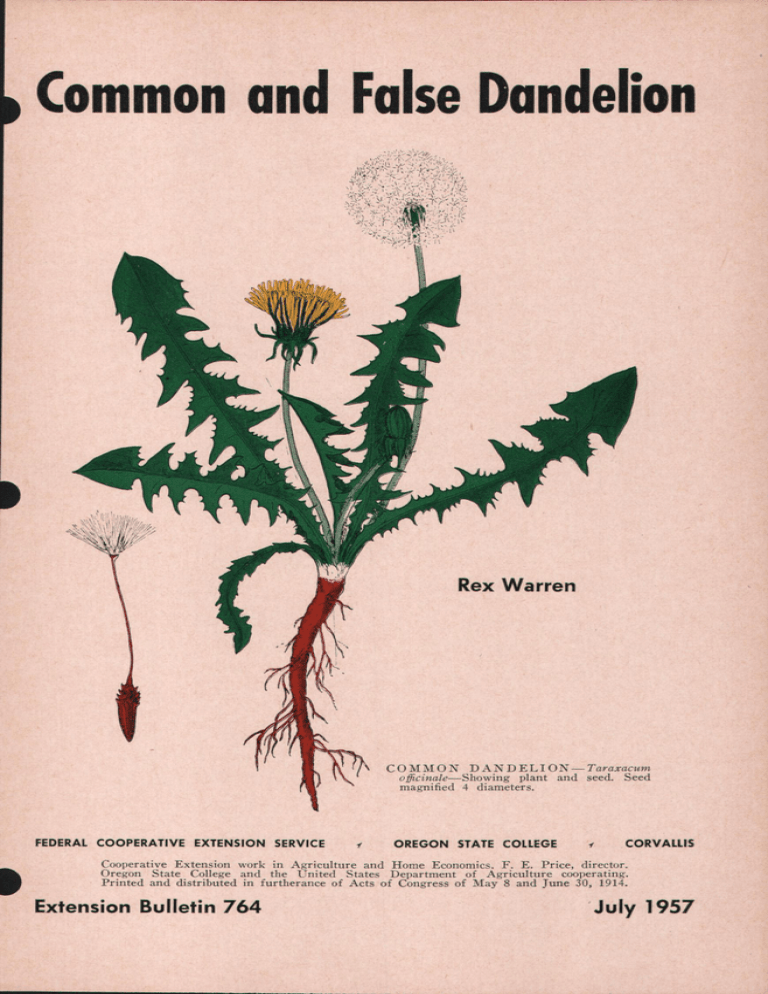 Dandelion Identification & Control | Extension Bulletin