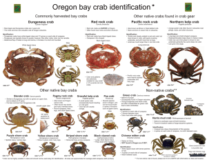 Oregon bay crab identification *