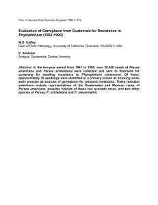 Evaluation of Germplasm from Guatemala for Resistance to Phytophthora