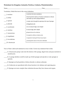 Animalia Worksheet: Porifera, Cnidaria, Platyhelminthes