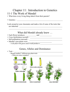 Chapter 11:  Introduction to Genetics 11-1 The Work of Mendel