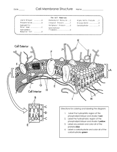 Cell Membrane Structure Worksheet