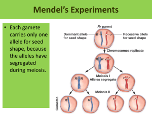 Mendel’s Experiments • Each gamete carries only one allele for seed