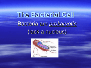The Bacterial Cell prokaryotic (lack a nucleus)