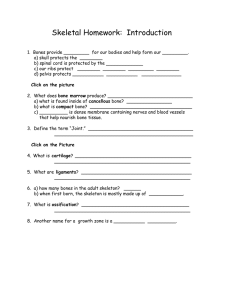 Skeletal Homework:  Introduction