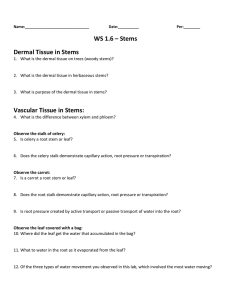 WS 1.6 – Stems Dermal Tissue in Stems