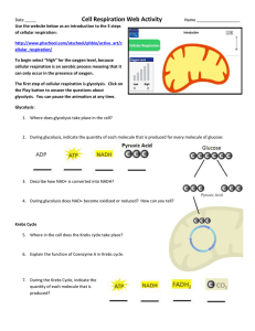 Cellular Respiration Worksheet: Glycolysis, Krebs Cycle, ETC