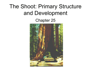 The Shoot: Primary Structure and Development Chapter 25