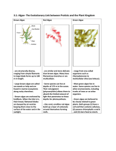 Algae: Protists & Plant Kingdom - Brown, Red, Green Algae