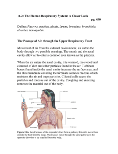 11.2: The Human Respiratory System: A Closer Look pg. 450