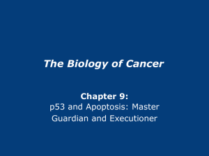 The Biology of Cancer Chapter 9: p53 and Apoptosis: Master Guardian and Executioner