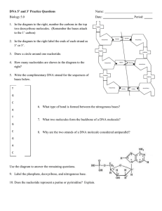 DNA Structure Practice Worksheet: 5' and 3' Ends