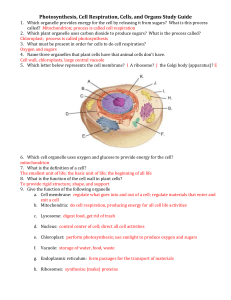 Photosynthesis, Cell Respiration, Cells, and Organs Study Guide