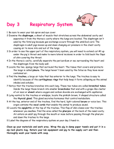 Day 3     Respiratory System