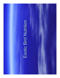 Exotic Bird Nutrition