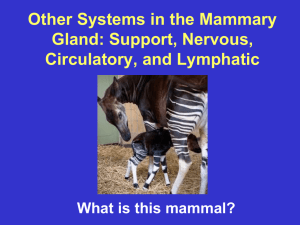 Other Systems in the Mammary Gland: Support, Nervous, Circulatory, and Lymphatic