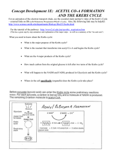 Concept Development 1E:  ACETYL CO-A FORMATION AND THE KREBS CYCLE