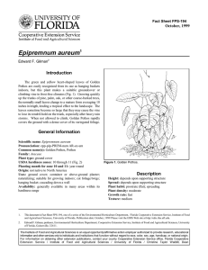 Epipremnum aureum Introduction October, 1999 Fact Sheet FPS-194