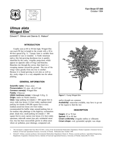Ulmus alata Winged Elm Fact Sheet ST-648 1