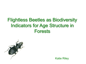 Flightless Beetles as Biodiversity Indicators for Age Structure in Forests Katie Riley