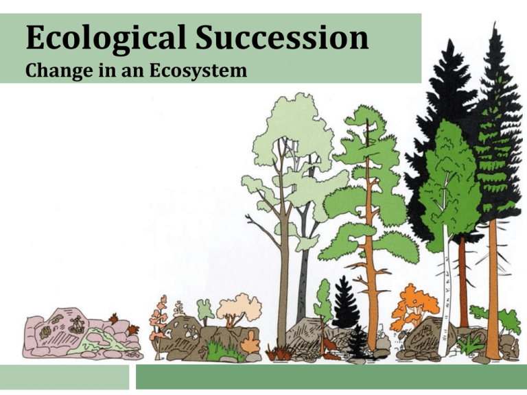 essay about ecological succession