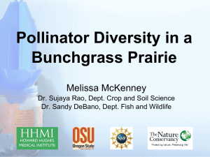 Pollinator Diversity in a Bunchgrass Prairie Melissa McKenney