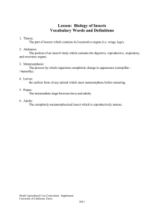 Insect Biology Lesson: Vocabulary & Questions