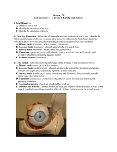 Eye & Ear Anatomy Lab: Cow Eye Dissection & Model Identification