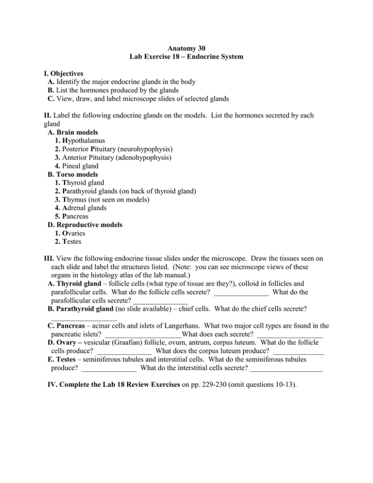 Endocrine System Lab Exercise: Glands, Hormones, Histology