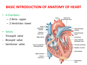 CARDIOVASCULAR SYSTEM PHYSIOLOGY LECTURE FOR 1ST YEAR