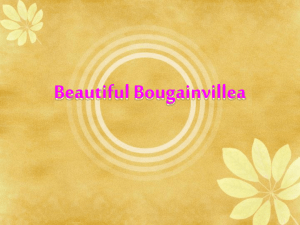 Beautiful Bougainvillea