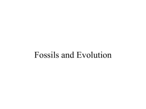 Fossils and Evolution
