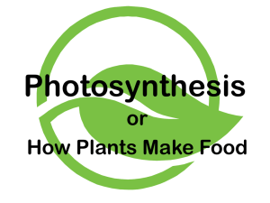 Photosynthesis or How Plants Make Food