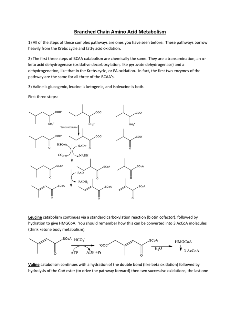 Branched Chain Amino Acid Metabolism