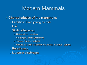 Topic 14 Mammals