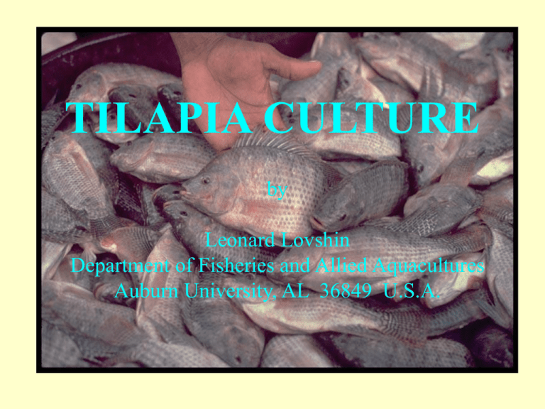 Tilapia Culture