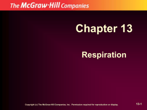 Chapter 13 Respiration 13-1