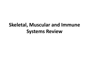 Skeletal, Muscular and Immune Systems Review