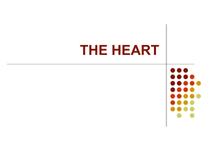 Powerpoint Presentation: The Heart