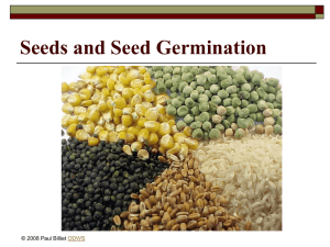 Powerpoint Presentation: Seed Germination