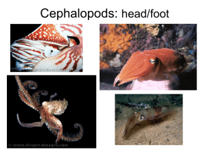 Cephalopods: head/foot