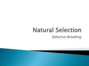 Selective Breeding