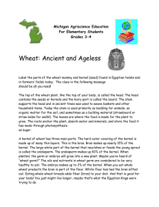 Wheat: Ancient and Ageless Michigan Agriscience Education For Elementary Students